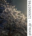 満開の桜が夜の街灯に照らされて 126060746