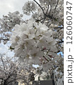 満開になった桜 126060747