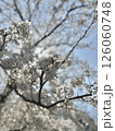 公園の満開になった桜 126060748