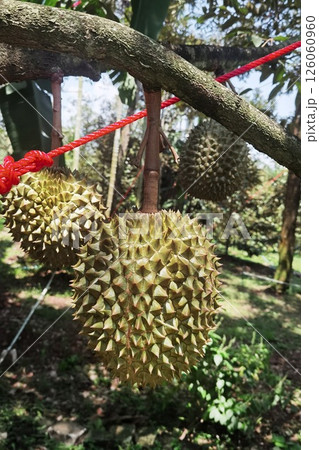 Close up of durians hanging  126060960