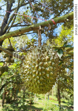 Close up of durians hanging  126060961