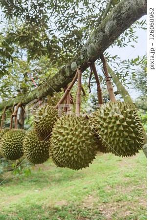 Close up of durians hanging Close up of durians hanging 126060962