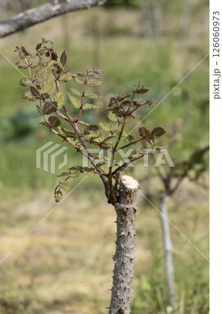 春に芽吹いたタラノキの新芽(タラの芽) 春に芽吹いたタラノキの新芽(タラの芽) 126060973