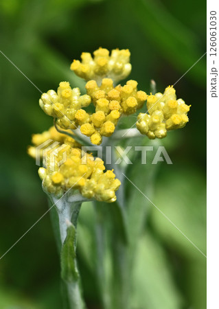 ハハコグサ(母子草) ハハコグサ(母子草) 126061030