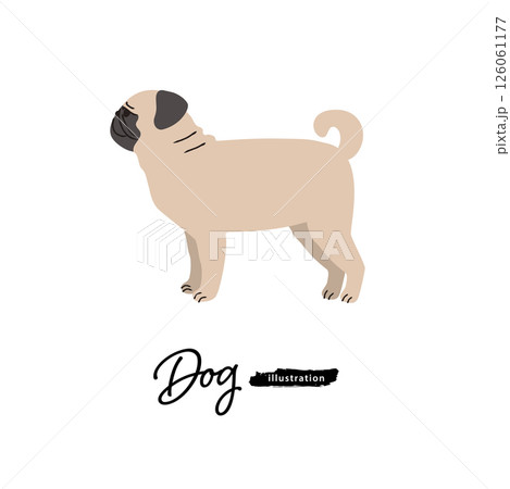 犬のイラスト_パグ 126061177