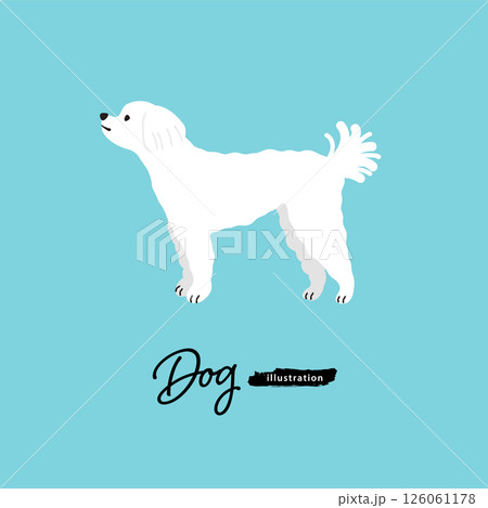 犬のイラスト_マルチーズ 126061178