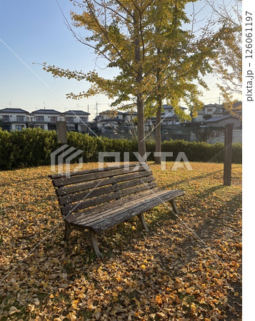 イチョウ絨毯の上のベンチ 126061197