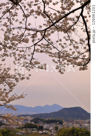 甘樫丘(あまかしのおか)から見た満開の桜と明日香夕景 126061201