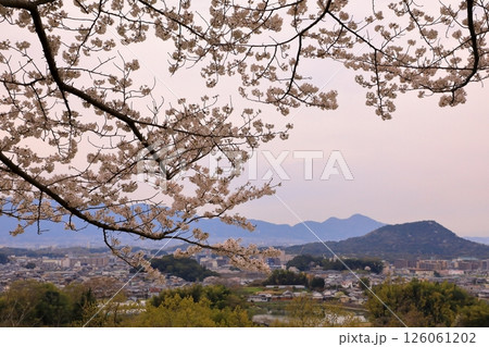 甘樫丘(あまかしのおか)から見た満開の桜と明日香夕景 126061202