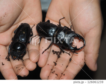 憧れのオオクワガタ 126061239
