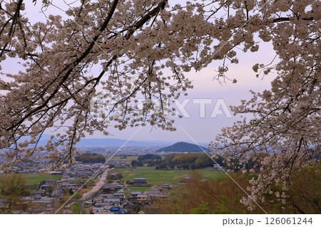 甘樫丘(あまかしのおか)から見た満開の桜と明日香夕景 126061244