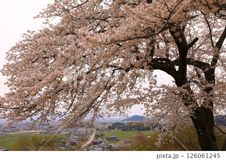 甘樫丘(あまかしのおか)から見た満開の桜と明日香夕景 126061245