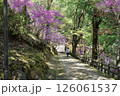 春の尾関山公園 126061537