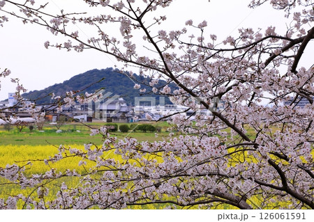 藤原宮跡　満開の桜と菜の花 126061591