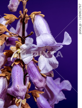 Elegant Light Purple Paulownia Flowers Blooming in Spring 126061767