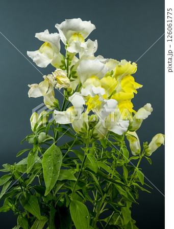 Vibrant White Snapdragon Bloom Against a green Backdrop Vibrant White Snapdragon Bloom Against a green Backdrop 126061775