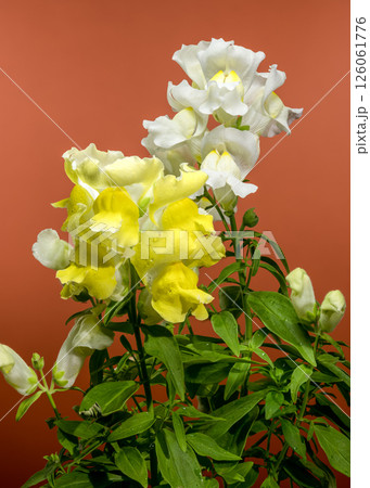 White and Yellow Snapdragon flower on brown background White and Yellow Snapdragon flower on brown background 126061776
