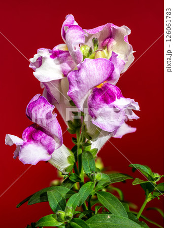 Vibrant Pink and White Snapdragon Bloom Against a Red Backdrop Vibrant Pink and White Snapdragon Bloom Against a Red Backdrop 126061783