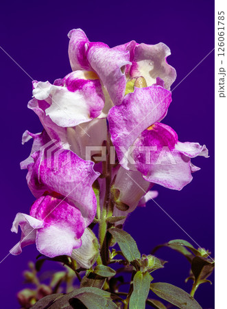 Close-up of a Snapdragon with Water Droplets on deep purple 126061785