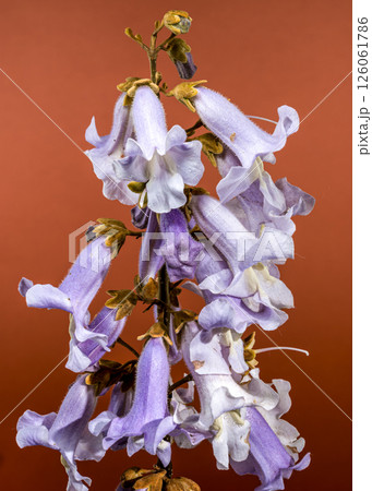 Elegant Light Purple Paulownia Flowers Blooming in Spring 126061786