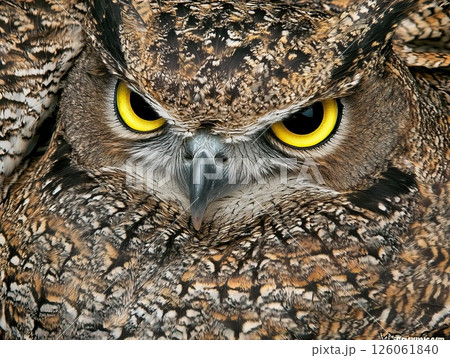 Great horned owl staring with intense yellow eyes and detailed feathers 126061840