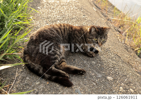 堤防で遊ぶとら猫 堤防で遊ぶとら猫 126061911