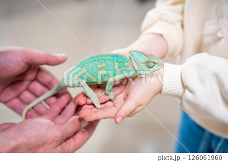 Little girl holding a green chameleon in her hands. Concept of childhood curiosity, interaction with exotic animals, and early interest in biology 126061960