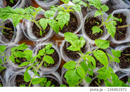 Small seedling pots with young sprouts on a windowsill. Concept of home gardening and vegetable planting preparation. Small seedling pots with young sprouts on a windowsill. Concept of home gardening and vegetable planting preparation. 126061972