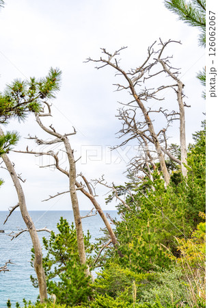 龍舞崎　三陸復興国立公園　日本最大級の海食崖　気仙沼大島の最南端 126062067