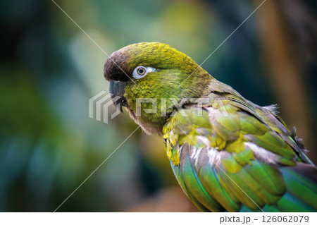 Portrait Burrowing parrot in jungle. Wildlife scene from nature Portrait Burrowing parrot in jungle. Wildlife scene from nature 126062079