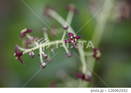 アオキの花と蕾 126062682