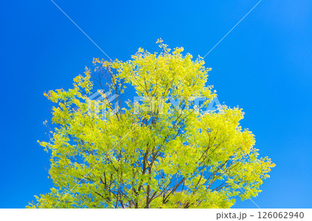 【初夏素材】新緑の季節の笛吹川フルーツ公園と甲府盆地【山梨県】 【初夏素材】新緑の季節の笛吹川フルーツ公園と甲府盆地【山梨県】 126062940