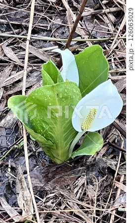 新潟県 妙高市 妙高高原 いもり池の水芭蕉 新潟県 妙高市 妙高高原 いもり池の水芭蕉 126063029