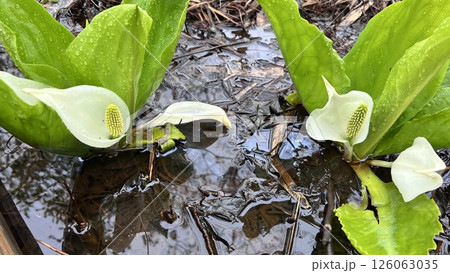 新潟県　妙高市　妙高高原　いもり池の水芭蕉 126063035