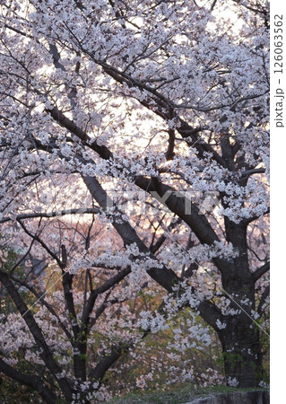 夕方の桜の花 126063562