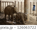 円山動物園 126063722