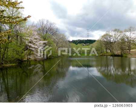 山県市野草園大平沼の春景色 山県市野草園大平沼の春景色 126063903