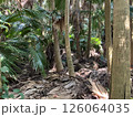 亜熱帯性植物のビロウ林 126064035