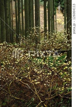 ミツマタの花 ミツマタの花 126064113