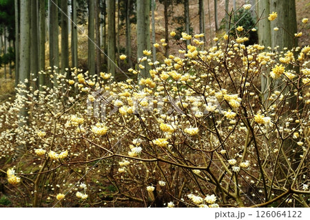 ミツマタの花 126064122