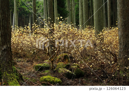 ミツマタの花 ミツマタの花 126064123