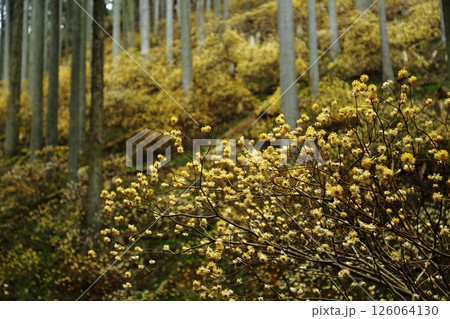 ミツマタの花 126064130