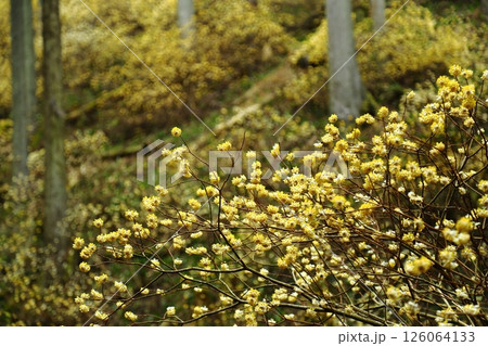 ミツマタの花 126064133