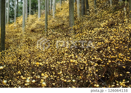 ミツマタの花 ミツマタの花 126064138