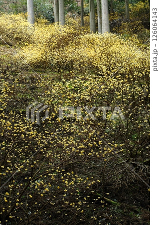 ミツマタの花 126064143