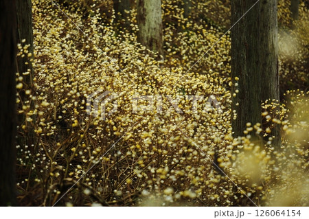 ミツマタの花 126064154