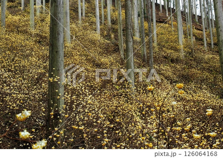 ミツマタの花 126064168