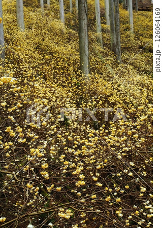 ミツマタの花 ミツマタの花 126064169