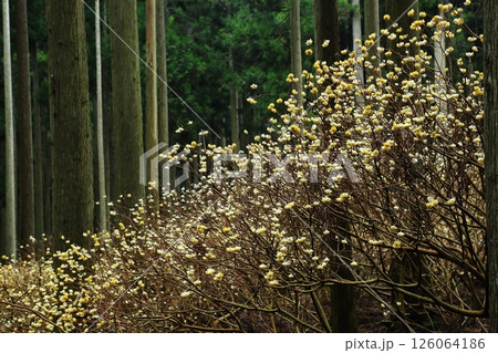 ミツマタの花 126064186