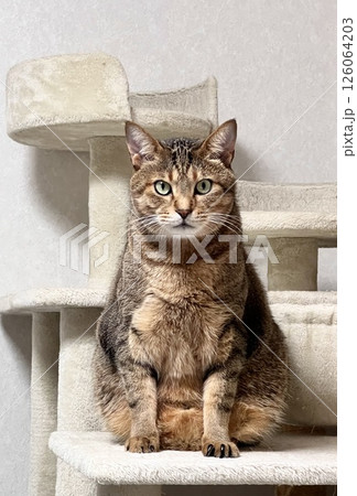 キャットタワーでこちらを見る4歳のキジトラ猫 キャットタワーでこちらを見る4歳のキジトラ猫 126064203